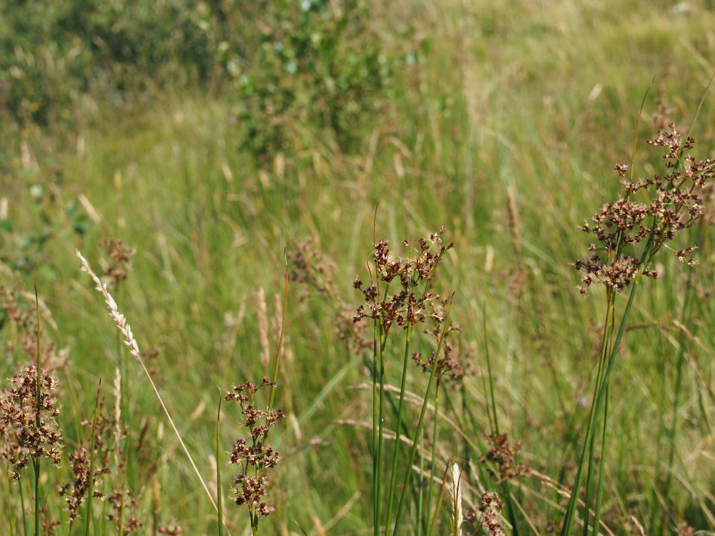 Rush, Sharp-flowered plant